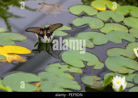 Ein weiblicher Maurerschmetterling (Papilio polytes) aus Südasien, der auf einer Lilienblume ruht Stockfoto