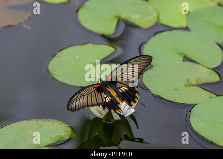 Ein weiblicher Maurerschmetterling (Papilio polytes) aus Südasien, der auf einer Lilienblume ruht Stockfoto