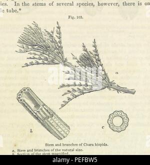 Bild von Seite 795 "[Prinzipien der Geologie genommen... Von der 6. englischen Auflage Nachgedruckt, etc.]" Stockfoto