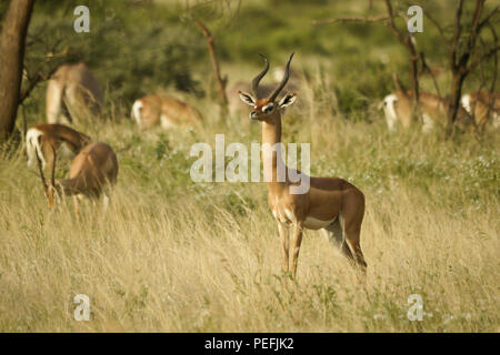 Ein männlicher Gerenuk steht zwischen weidenden Grants Gazellen und ostafrikanischem Oryx (gemeiner Beisa Oryx), Samburu Game Reserve, Kenia Stockfoto