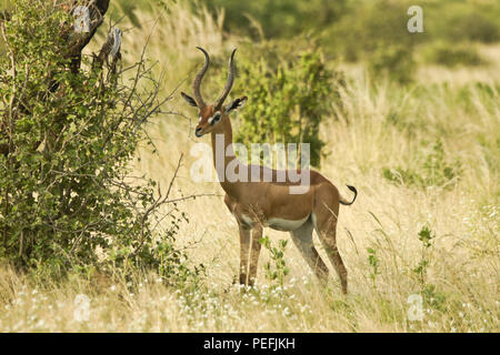 Männliche gerenuk steht im langen Gras, Samburu Game Reserve, Kenia Stockfoto