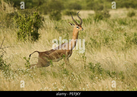 Männliche gerenuk steht im langen Gras, Samburu Game Reserve, Kenia Stockfoto