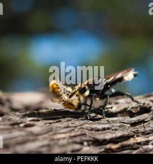 Detailansicht eines Europäischen Hornisse (Vespa crabro) Holding Beute, wilde Biene, auf einem Pine Tree Trunk an einem sonnigen Tag köcheln lassen. Stockfoto