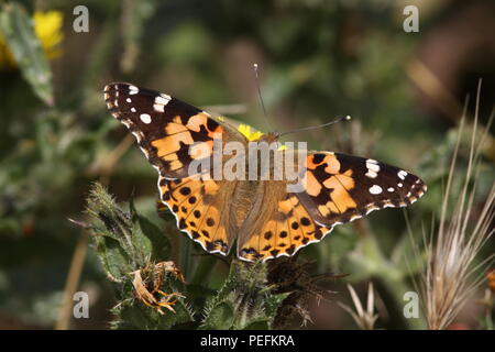 Vanessa cardui, Painted Lady Butterfly, mit geöffneten Flügeln mit den Markierungen, ein Migrant Sommer Besucher in Großbritannien. Stockfoto
