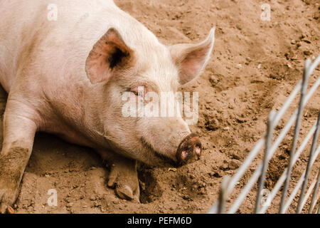 Nahaufnahme Kopf geschossen von süßen Lächeln einzigen schmutzigen Jungen heimischen sanfte rosa Schwein mit mudd Gesicht, große Ohren, schmutzige hoooves Sehnsucht außerhalb Ihres fen zu sein Stockfoto