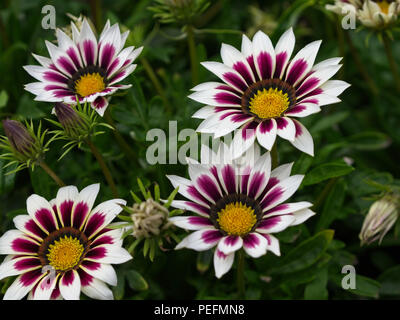 In der Nähe von weißen und violetten gazania Blume. Stockfoto