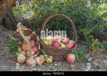 Zwei überquellenden Körben von natürlichen, organischen reife rote Heirloom köstliche Bio-äpfel am späten Nachmittag im Herbst leichte, gesunde, Ernährung freundlich, süße fr Stockfoto