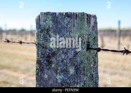 Nahaufnahme des alten Zaunpfahls mit Stacheldraht Stockfoto