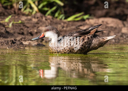 Nach weißen ist pintail, Anas bahamensis, in einem schlammigen Teich auf der Insel Santa Cruz, Galápagos, Ecuador. Stockfoto