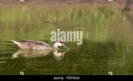 Nach weißen ist pintail, Anas bahamensis, in einem schlammigen Teich auf der Insel Santa Cruz, Galápagos, Ecuador. Stockfoto