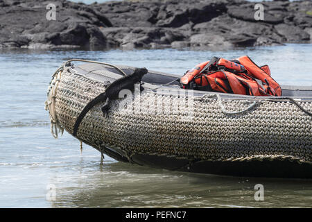 Der endemischen Galápagos Marine iguana, Amblyrhynchus cristatus, Sternzeichen, Fernandina Insel, Galápagos. Stockfoto