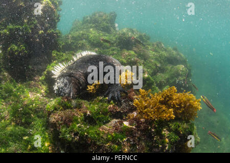 Der endemischen Galápagos Marine iguana, Amblyrhynchus cristatus, Fütterung Unterwasser, Fernandina Insel, GalÃ¡pagos. Stockfoto