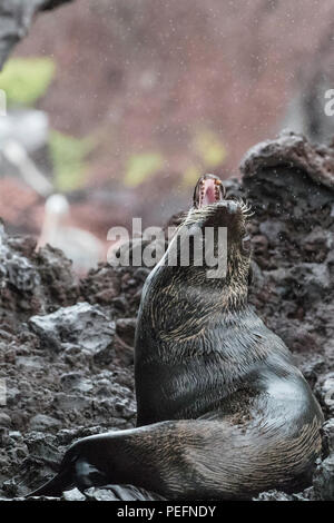 Nach Galápagos, Arctocephalus galapagoensis, mitgeführt und auf der Insel Santiago, Galapagos, Ecuador. Stockfoto