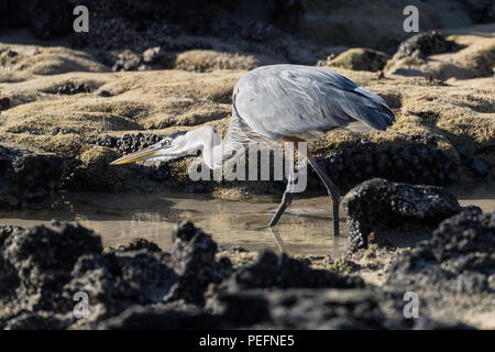 Ein erwachsener Great Blue Heron, Ardea Herodias, Stalking Opfer auf Floreana Island, Galapagos, Ecuador. Stockfoto