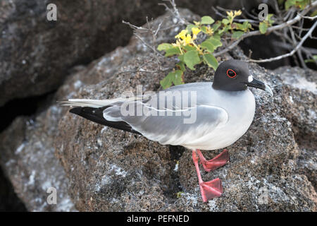 Nach swallow-tailed, Creagrus furcatus Möwe, auf Isla Genovesa, Galápagos, Ecuador. Stockfoto