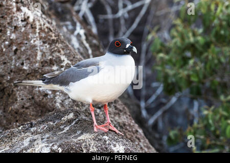 Nach swallow-tailed, Creagrus furcatus Möwe, auf Genovesa Island, Galapagos, Ecuador. Stockfoto