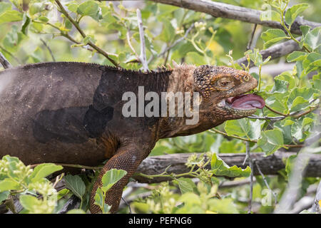 Ein erwachsener Galápagos land Iguana, Conolophus subcristatus, Fütterung auf North Seymour Insel, Galápagos, Ecuador. Stockfoto