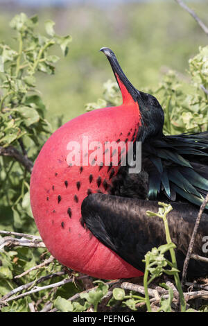 Männliche herrliche Frigate, Fregata magnificens, die in der Balz. North Seymour Insel, Galapagos, Ecuador. Stockfoto