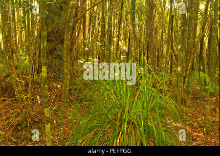 Üppiger Wald, Truman Track Küste, North Island, Neuseeland Stockfoto