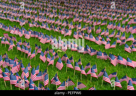 Große Gruppe der amerikanischen Flagge auf einem Rasen Stockfoto