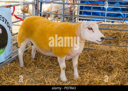 Weibliche Texel Schaf stehend in Pen, Tenbury zeigen Worcestershire UK. August 2018 Stockfoto