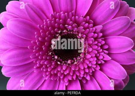 Nahaufnahme der schöne Rosa Gerbera blossum Stockfoto