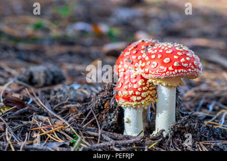 Drei Fliegen blätterpilze auf einem Wald Cannon close-up Stockfoto
