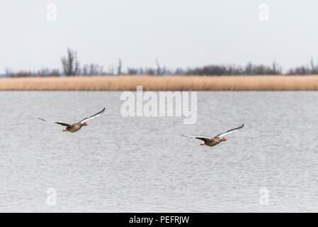 Zwei Graugänse Fliegen über dem Wasser von Oostvaardersplassen mit Feuchtgebieten im Hintergrund. Stockfoto