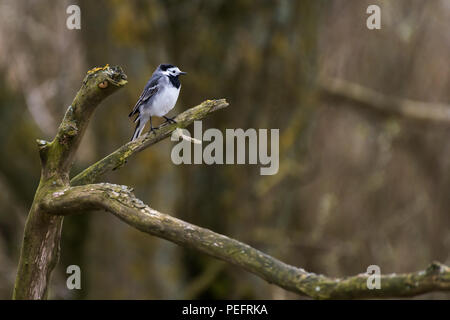 Eine Bachstelze (Motacilla alba) sitzt auf einem Ast eines Baumes im Oostvaardersplassen in den Niederlanden. Stockfoto