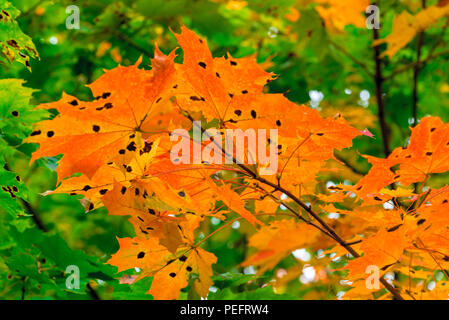 Ahorn Baum mit orange Blätter im Park close-up Stockfoto