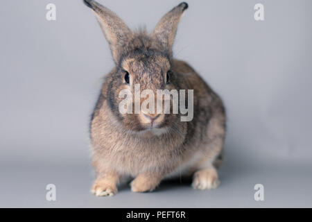 Ungläubig little baby bunny Kaninchen in die Kamera schaut. Adorable smart Face. Stockfoto