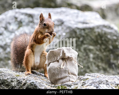 Lustige rote Eichhörnchen stehend auf Stein in Park und halten die Mutter Stockfoto