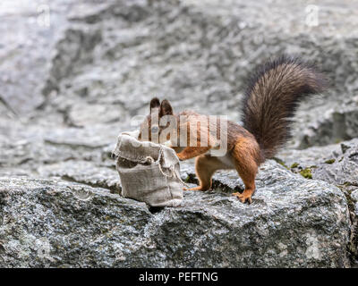 Kleine rote Eichhörnchen sucht nach Essen im Sack Sack. park Eichhörnchen Detailansicht Stockfoto