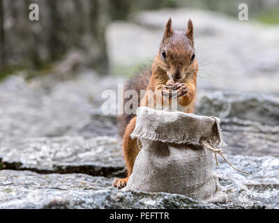 Junges hungriges Eichhörnchen stehlen Muttern von Sack Sack. Eichhörnchen stehend auf grauen Stein. Stockfoto