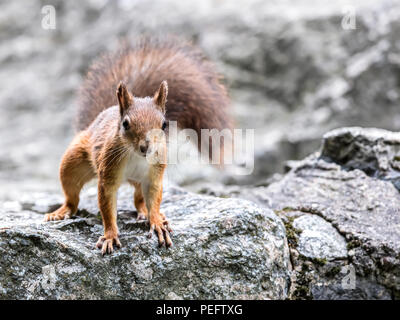 Junge Eichhörnchen mit flauschigen Schwanz stehen auf große graue Stein in Park, Detailansicht Stockfoto