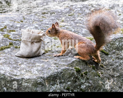 Der kleine Park Eichhörnchen versucht, Muttern aus der Tasche zu stehlen. Eichhörnchen steht auf einem großen Stein in Park Stockfoto