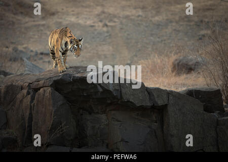 Leben am Rande - Tiger Cub auf dem Rand der Klippe Stockfoto