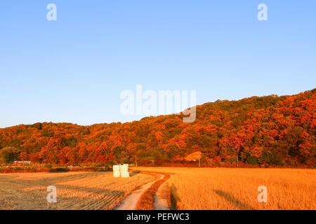 Herbst reif Reisfeld in Korea Stockfoto