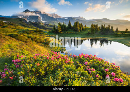 Alp, Alpen, Alpenrose, Alpenrosen, Mountain, Berg, Berge, See, Bern, die Berner Alpen, Berner Oberland, Blume, Blumen, Bäumen, Ch Stockfoto