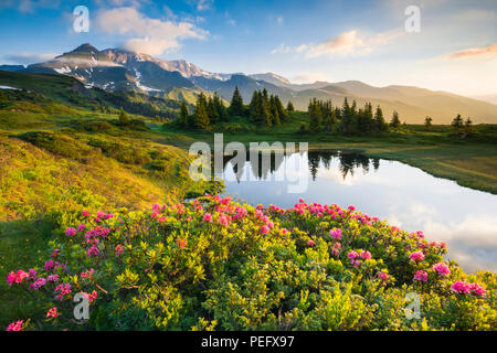 Alp, Alpen, Alpenrose, Alpenrosen, Mountain, Berg, Berge, See, Bern, die Berner Alpen, Berner Oberland, Blume, Blumen, Bäumen, Ch Stockfoto