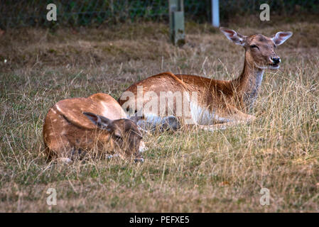 Reh-Familie Stockfoto