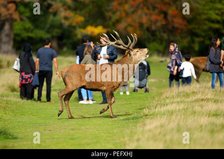 Besucher, hirschbrunft, hirschbrunft, England, Gefahr, Großbritannien, Herbst, Hirsche, London, Person, Park, Richmond Park, Rotwild, UK, eins, eins Stockfoto