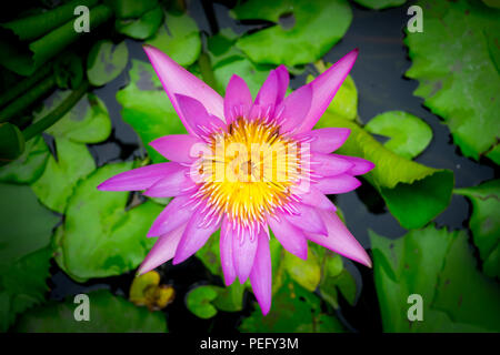 Blühende lila Lotus in Grosse Blumen Schüssel Stockfoto