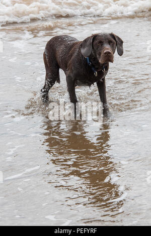 Eine labradinger oder springador im Meer schwimmen und spielen Chase auf eine Kugel wartet geworfen zu werden. Stockfoto