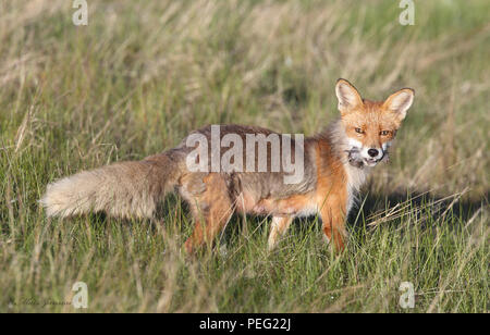 Rotfuchs auf Gras mit Maus im Mund Stockfoto