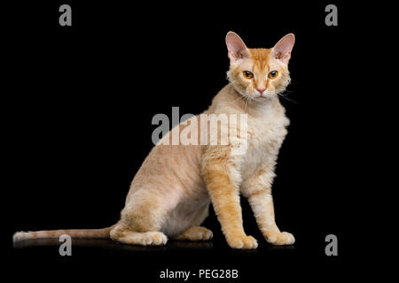 Süße schwarzhaarige Ingwer Sphynx Katze sitzt und schaut mit Interesse auf isolierten schwarzen Hintergrund, Seitenansicht Stockfoto