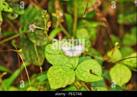 Schmetterling, Bosque del Cabo, Costa Rica Stockfoto