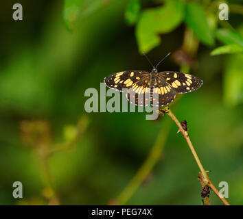 Schmetterling, Bosque del Cabo, Costa Rica Stockfoto