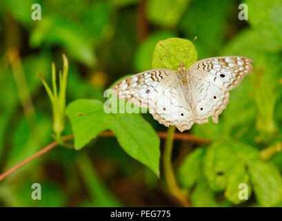 Schmetterling, Bosque del Cabo, Costa Rica Stockfoto