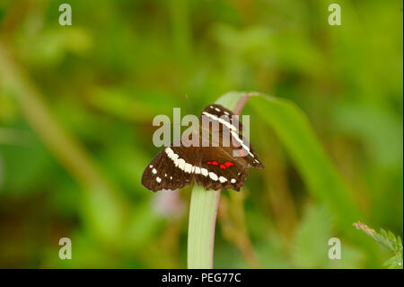 Schmetterling, Bosque del Cabo, Costa Rica Stockfoto